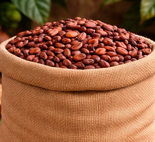 Cacao Chuncho